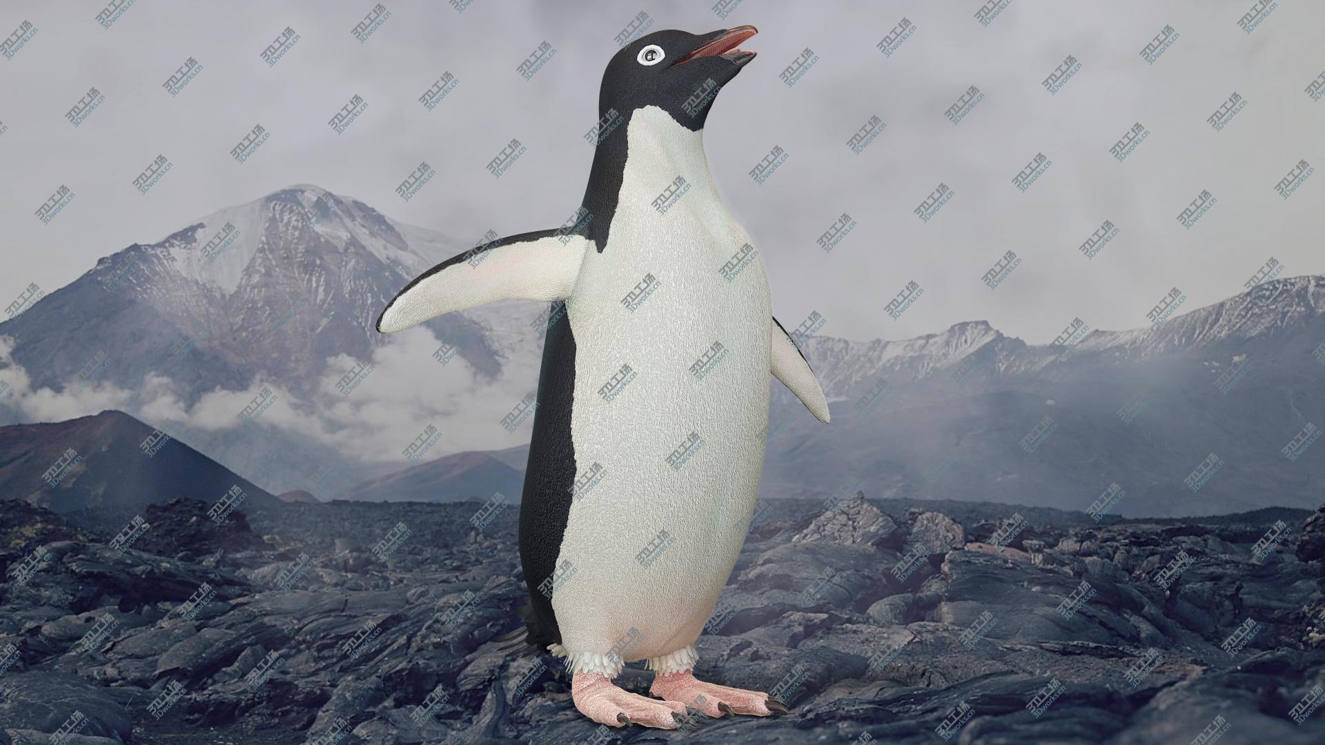 images/goods_img/2021040163/Adelie Penguin T-Pose 3D model/2.jpg